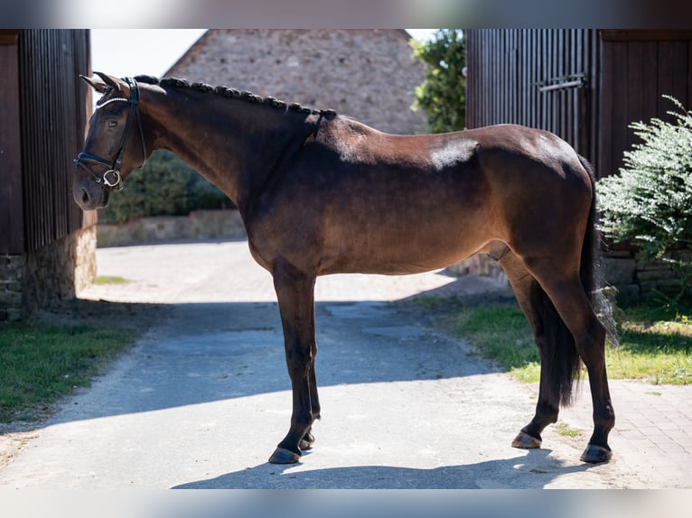 Hannoveraner Wallach 5 Jahre 174 cm Schwarzbrauner in Bramsche