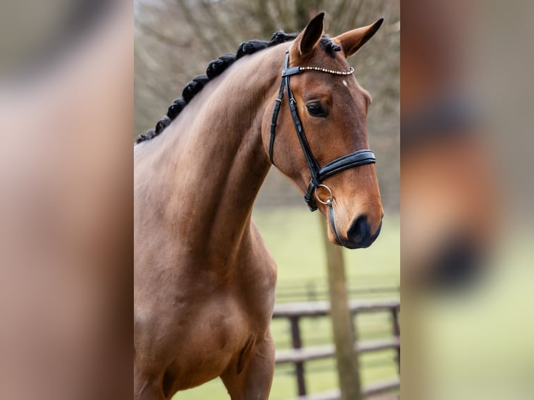 Hannoveraner Wallach 5 Jahre 175 cm Brauner in St.Vith