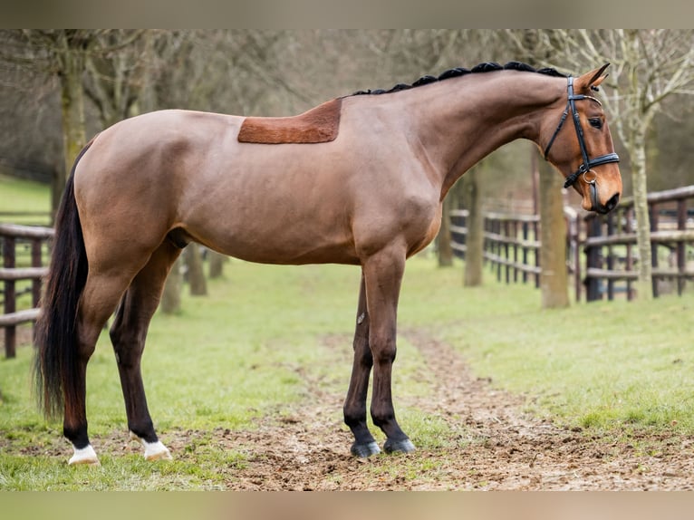 Hannoveraner Wallach 5 Jahre 175 cm Brauner in St.Vith