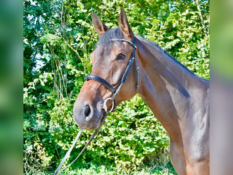 Hannoveraner Wallach 5 Jahre 175 cm Brauner in Wedemark