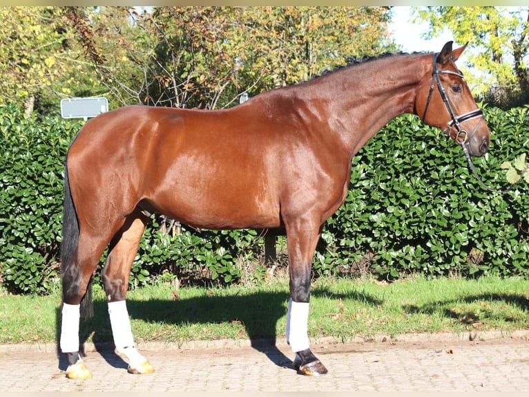 Hannoveraner Wallach 5 Jahre 175 cm Brauner in Selsingen