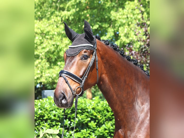 Hannoveraner Wallach 5 Jahre 175 cm Brauner in Selsingen