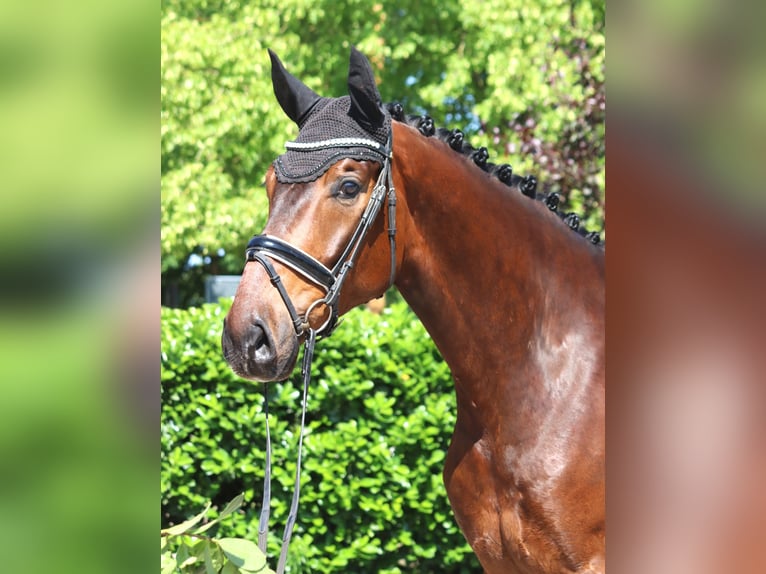 Hannoveraner Wallach 5 Jahre 175 cm Brauner in Selsingen