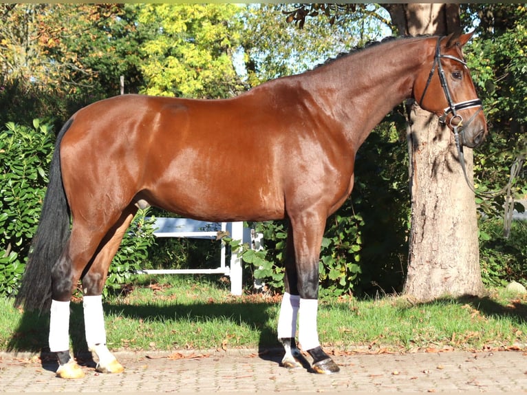 Hannoveraner Wallach 5 Jahre 175 cm Brauner in Selsingen