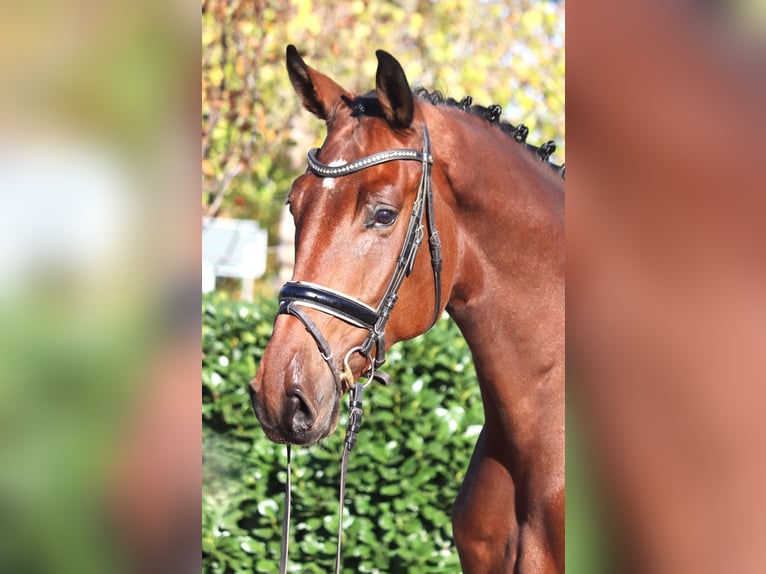 Hannoveraner Wallach 5 Jahre 175 cm Brauner in Selsingen