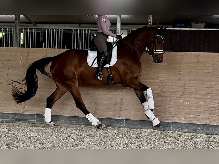 Hannoveraner Wallach 5 Jahre 175 cm Brauner in Windesheim