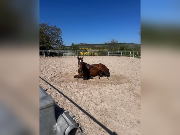 Hannoveraner Wallach 5 Jahre 175 cm Brauner in Windesheim