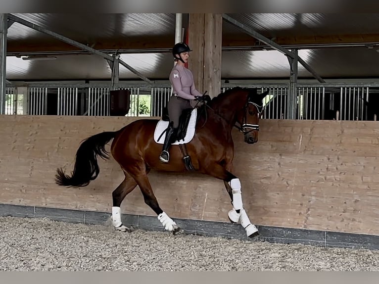 Hannoveraner Wallach 5 Jahre 175 cm Brauner in Windesheim