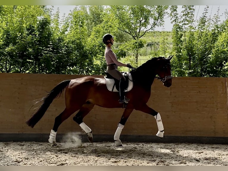Hannoveraner Wallach 5 Jahre 175 cm Brauner in Windesheim