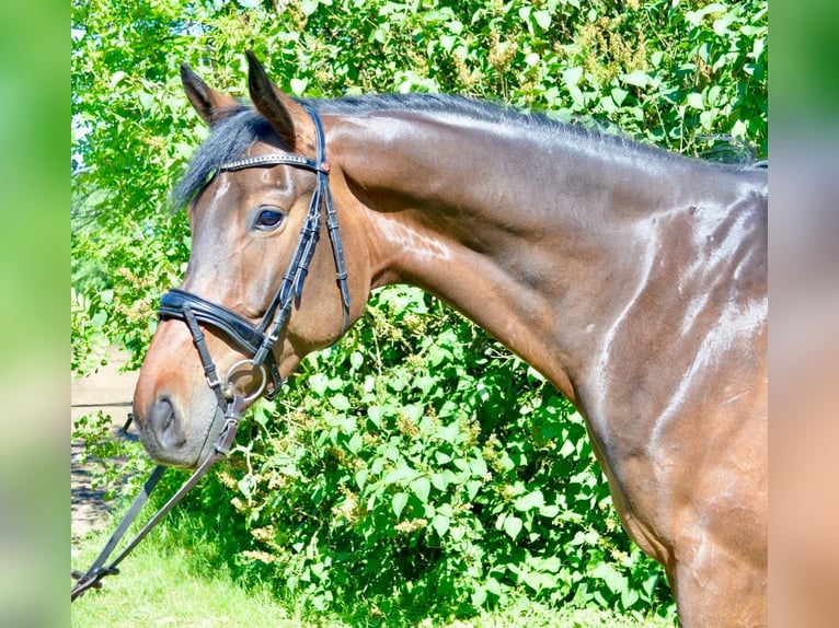 Hannoveraner Wallach 5 Jahre 175 cm Brauner in Wedemark