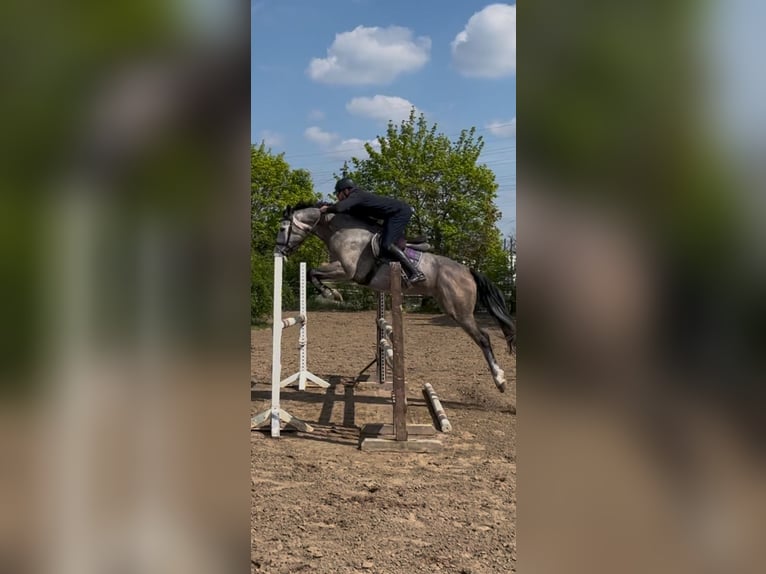Hannoveraner Wallach 5 Jahre 175 cm Braunfalbschimmel in Bischofsheim
