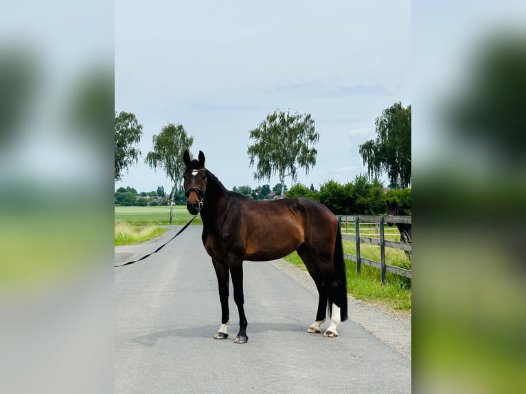 Hannoveraner Wallach 5 Jahre 175 cm Dunkelbrauner in Hohenhameln