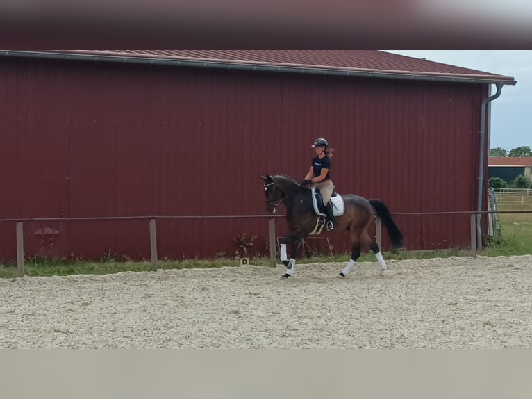 Hannoveraner Wallach 5 Jahre 175 cm Dunkelbrauner in Griesheim