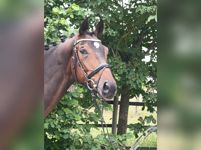 Hannoveraner Wallach 5 Jahre 175 cm Dunkelbrauner in Griesheim