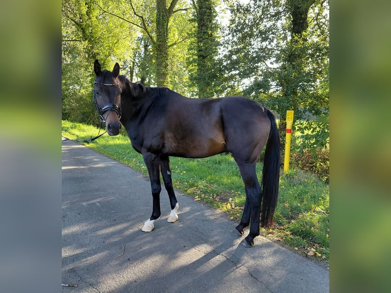 Hannoveraner Wallach 5 Jahre 175 cm Dunkelbrauner in WesterkappelnWe