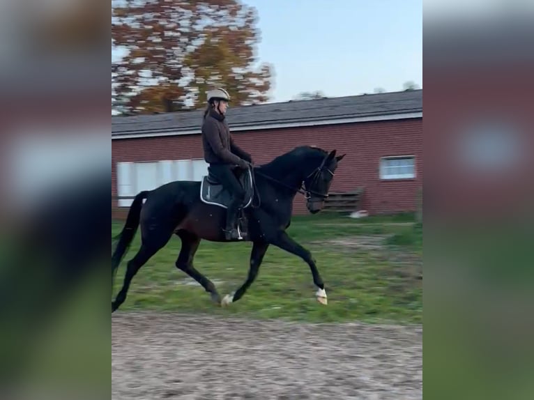 Hannoveraner Wallach 5 Jahre 175 cm Dunkelbrauner in WesterkappelnWe