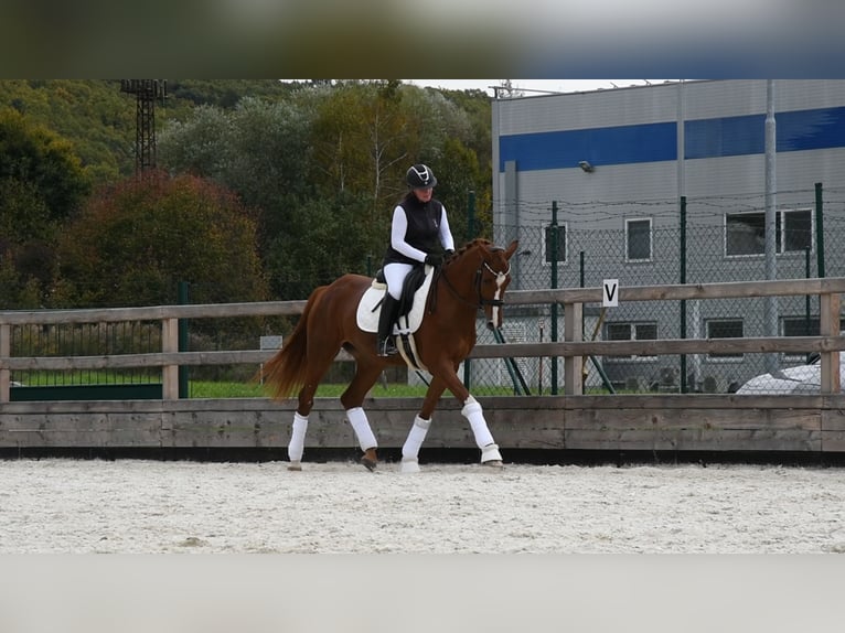 Hannoveraner Wallach 5 Jahre 175 cm Dunkelfuchs in Vlkanová Hannoveraner Wallach 5 Jahre 175 cm Dunkelfuchs in Vlkanová