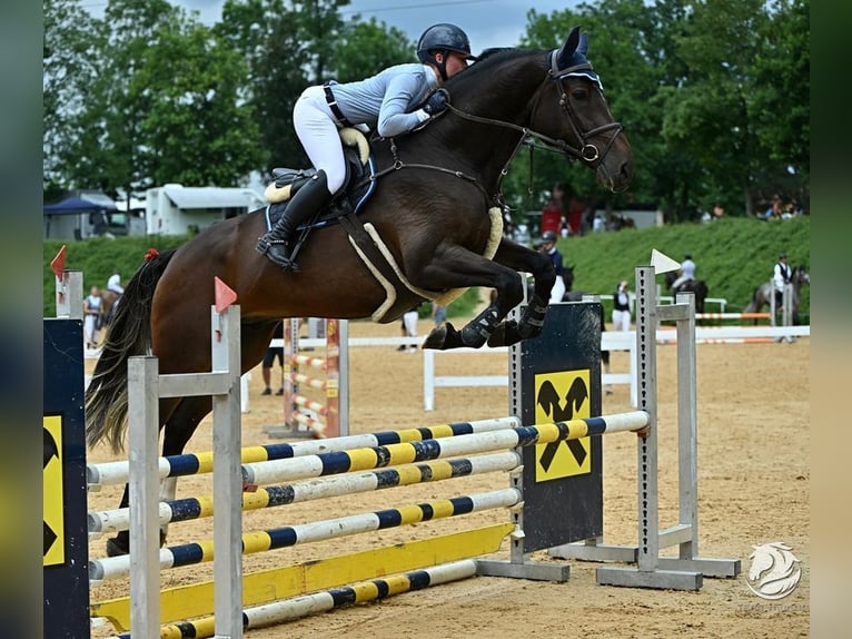 Hannoveraner Wallach 5 Jahre 175 cm Dunkelfuchs in Allershausen