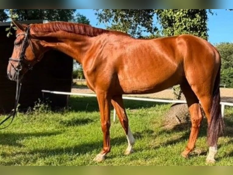 Hannoveraner Wallach 5 Jahre 175 cm Fuchs in Nienhagen