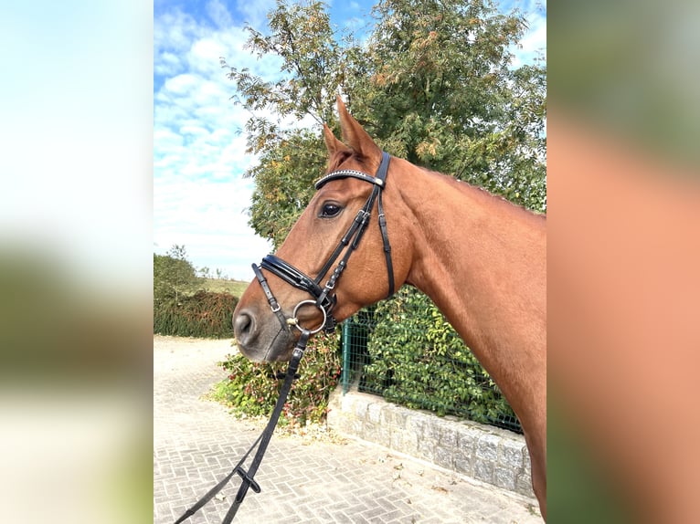 Hannoveraner Wallach 5 Jahre 175 cm Fuchs in Lalendorf Wattmannshagen