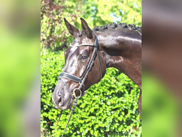 Hannoveraner Wallach 5 Jahre 175 cm Rappe in Selsingen