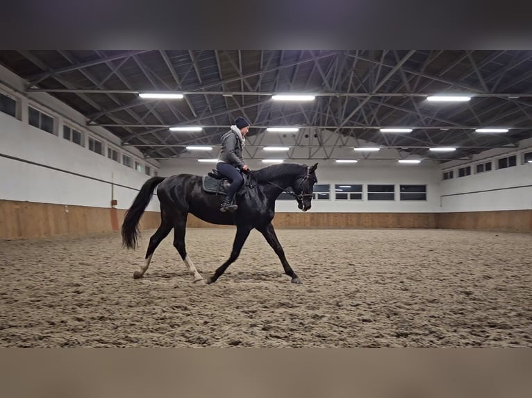 Hannoveraner Mix Wallach 5 Jahre 175 cm Rappe in Nowy Dwór Gdański