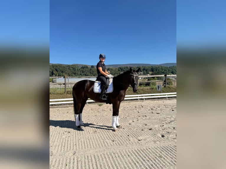 Hannoveraner Wallach 5 Jahre 175 cm Schwarzbrauner in Rüegsauschachen