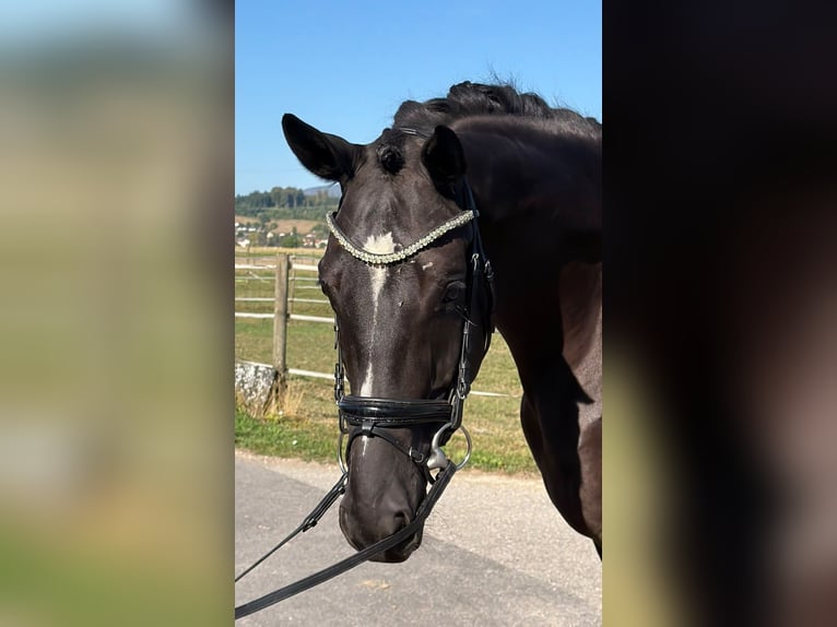 Hannoveraner Wallach 5 Jahre 175 cm Schwarzbrauner in Rüegsauschachen