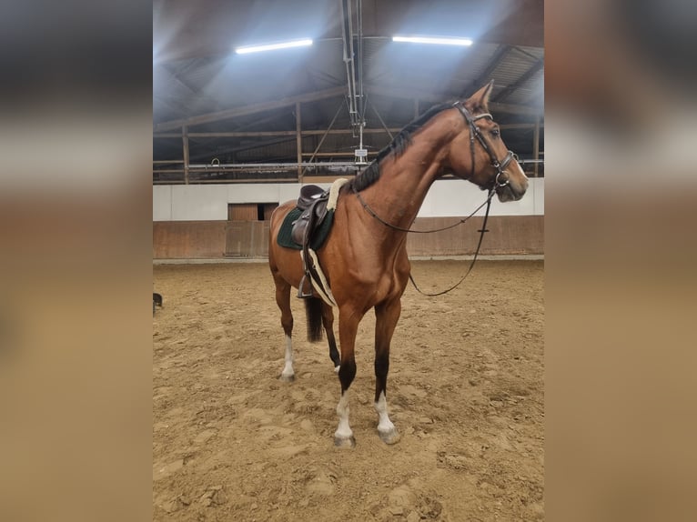 Hannoveraner Wallach 5 Jahre 176 cm Brauner in Wittorf