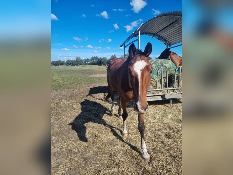Hannoveraner Wallach 5 Jahre 176 cm Brauner in Wittorf