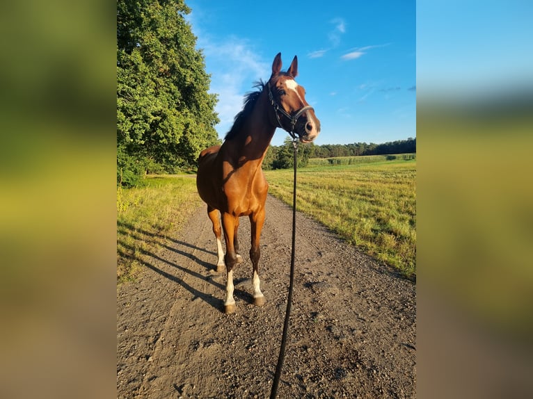 Hannoveraner Wallach 5 Jahre 176 cm Brauner in Wittorf