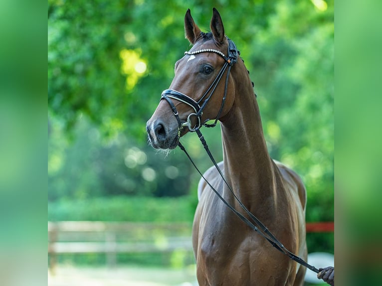 Hannoveraner Wallach 5 Jahre 176 cm Brauner in M&#xFC;nster-Handorf