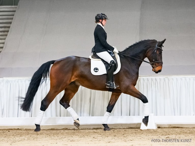 Hannoveraner Wallach 5 Jahre 176 cm Brauner in Verden