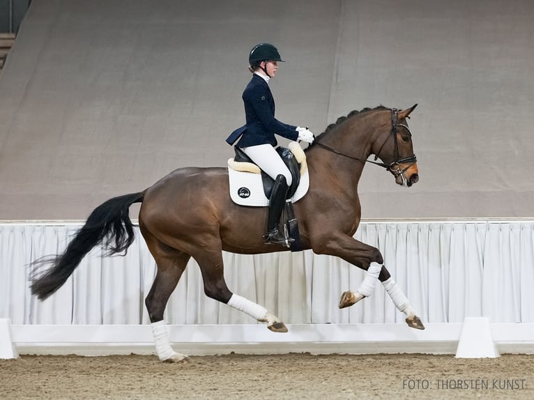 Hannoveraner Wallach 5 Jahre 176 cm Brauner in Verden