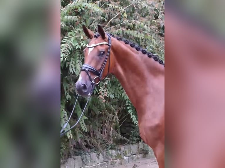 Hannoveraner Wallach 5 Jahre 176 cm Brauner in Ostercappeln