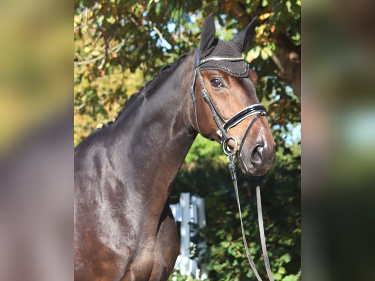 Hannoveraner Wallach 5 Jahre 176 cm Dunkelbrauner in Selsingen