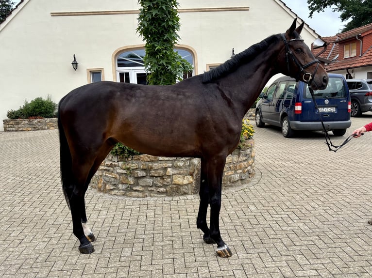 Hannoveraner Wallach 5 Jahre 176 cm Dunkelbrauner in Ostercappeln