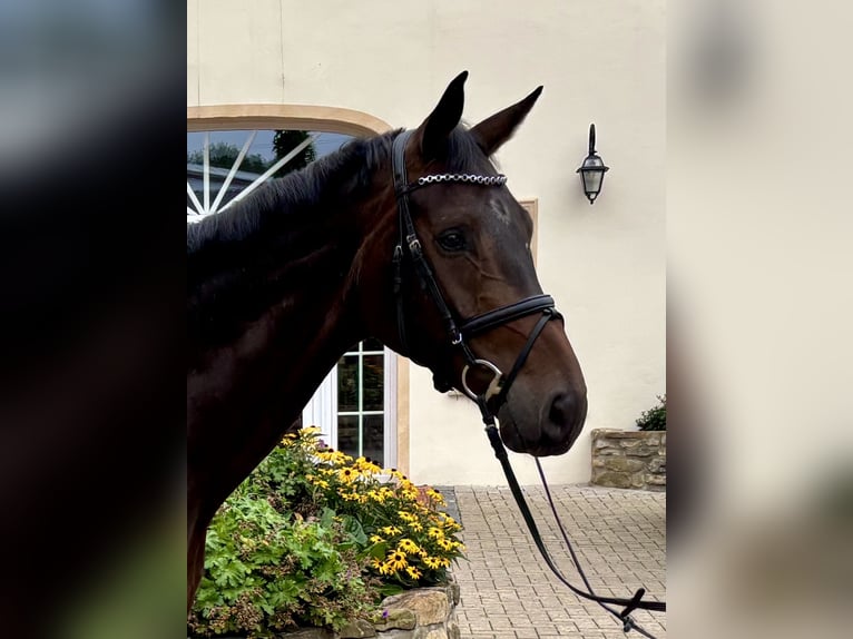 Hannoveraner Wallach 5 Jahre 176 cm Dunkelbrauner in Ostercappeln