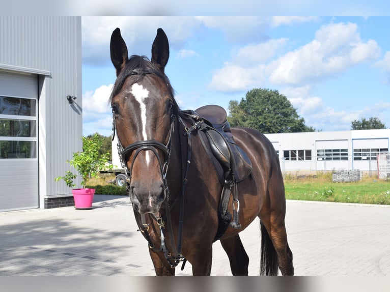 Hannoveraner Wallach 5 Jahre 176 cm Dunkelbrauner in Tarmstedt