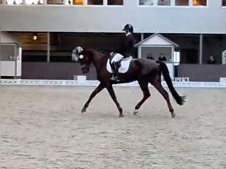 Hannoveraner Wallach 5 Jahre 176 cm Dunkelfuchs in Potsdam