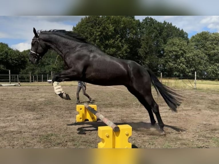 Hannoveraner Wallach 5 Jahre 176 cm Rappe in Hohenhorn