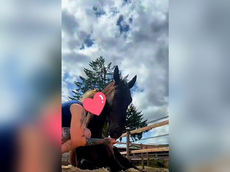 Hannoveraner Wallach 5 Jahre 176 cm Rappe in Hohenhorn
