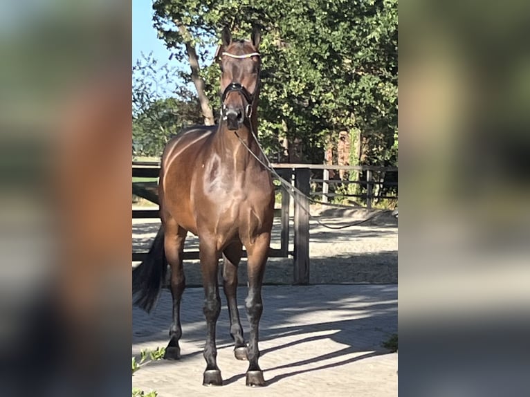 Hannoveraner Wallach 5 Jahre 177 cm Dunkelbrauner in Barver