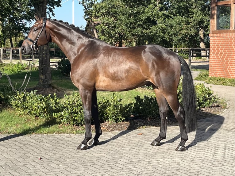 Hannoveraner Wallach 5 Jahre 177 cm Dunkelbrauner in Barver