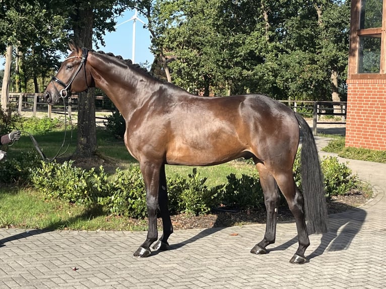 Hannoveraner Wallach 5 Jahre 177 cm Dunkelbrauner in Barver