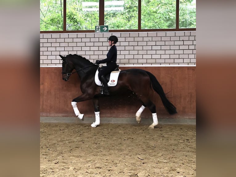 Hannoveraner Wallach 5 Jahre 177 cm Dunkelbrauner in Fröndenberg