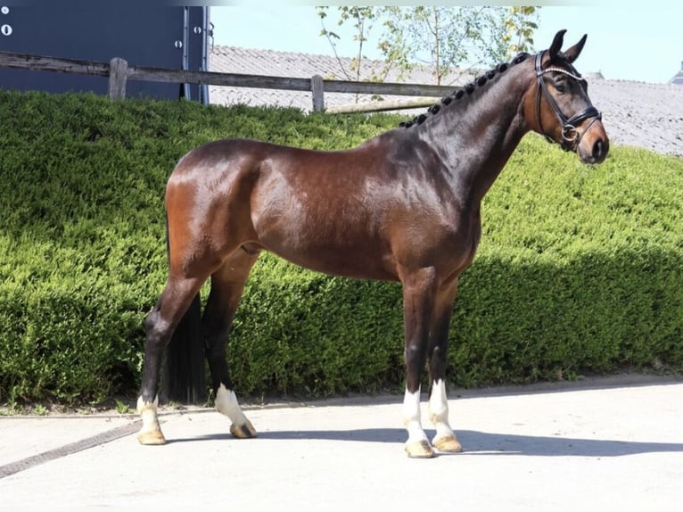 Hannoveraner Wallach 5 Jahre 177 cm Dunkelbrauner in Fröndenberg