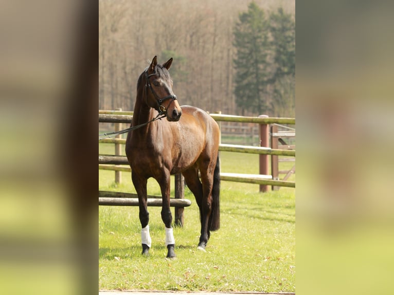 Hannoveraner Wallach 5 Jahre 178 cm Brauner in Bettendorf