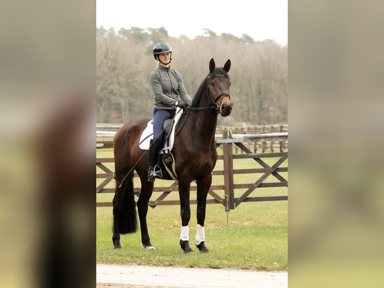 Hannoveraner Wallach 5 Jahre 178 cm Brauner in Bettendorf