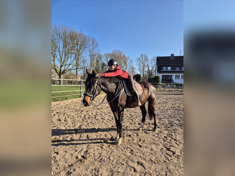 Hannoveraner Wallach 5 Jahre 178 cm Brauner in Nordstemmen